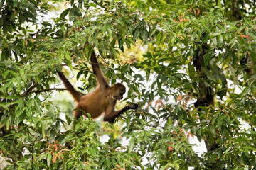 spider monkey in Costa Rica