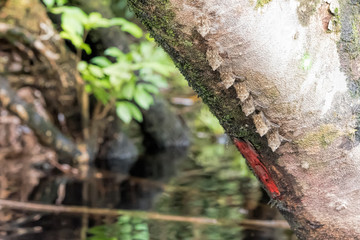 long nosed bat in Costa Rica
