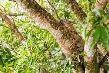 caterpillar on branch