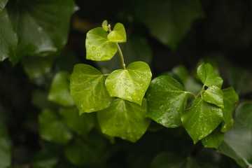 Wild ivy after rain, close up