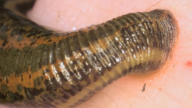 European leech are sucking blood from a foot in the natural habitat. Natural leech therapy. Close-up 