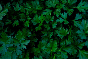 Green twigs of parsley in the garden. Beautiful green twigs of fresh herbs close up. Curly parsley macro photography. Seasoning for vegan salads and a variety of dishes. 
