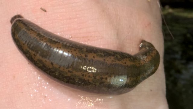 European leech are sucking blood from a foot in the natural habitat. Natural leech therapy. Close-up 