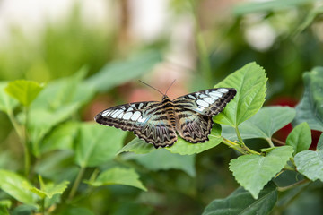 Fototapeta na wymiar colorful butterflies will float in the garden