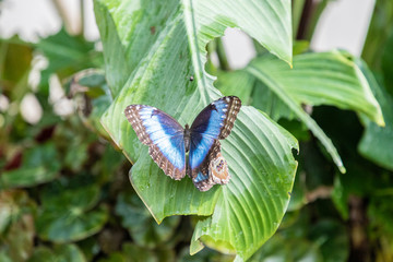 colorful butterflies will float in the garden