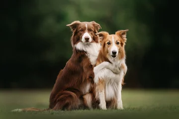 Zelfklevend Fotobehang Two border collie dogs sit in embracing one another © ksuksa