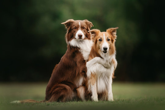 Two border collie dogs sit in embracing one another