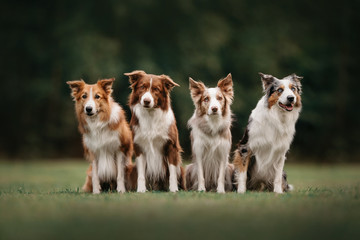Four border collie dogs sitting next to each other - obrazy, fototapety, plakaty