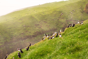 Photo of Puffins nesting on grass cliffs. Mykines island, Faroe.