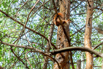 squirrel on a tree