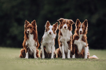 Four border collie dogs sitting next to each other