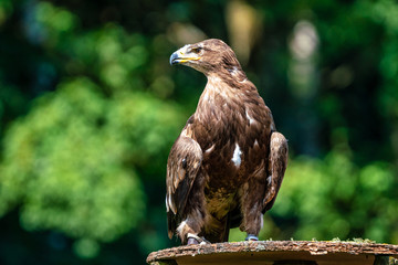 Harris's hawk, Parabuteo unicinctus, bay-winged hawk or dusky hawk