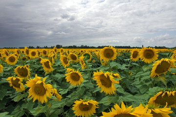 Obraz premium Sunflower On A Meadow With Overcast Sky