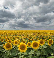 Fototapeta premium Sunflower On A Meadow With Overcast Sky