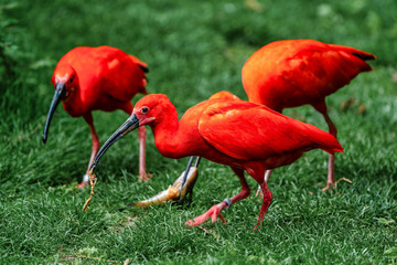 Scarlet ibis, Eudocimus ruber. Wildlife animal in the zoo