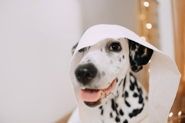 Dalmatian dog's head is covered with paper towels