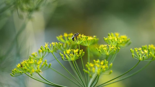 Yellow-black hoverfly on fennel flowers