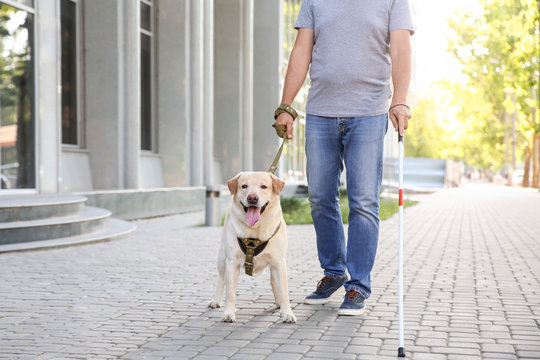 Blind mature man with guide dog outdoors
