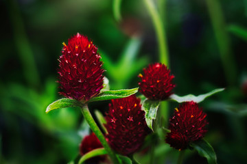 Erdbeerartige Blume - Gomphrena haageana
