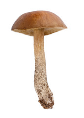Edible forest mushrooms. Brown cap boletus, Leccinum scabrum  or birch bolete isolated on white background.