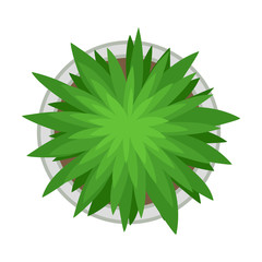 Lush plant in the flowerbed. Vector illustration on a white background.