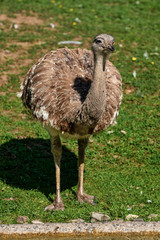 Darwin's rhea, Rhea pennata also known as the lesser rhea.