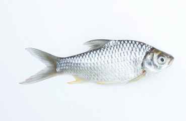 Carp fish on white background for animal editing 