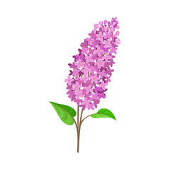 Branch of purple lilac. Vector illustration on a white background.