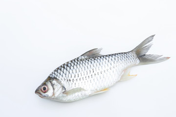 Carp fish on white background for animal editing 