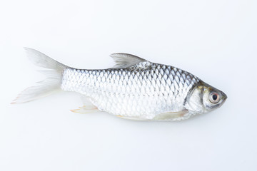 Carp fish on white background for animal editing 