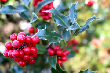 Symbol of Christmas in Europe. Closeup of holly beautiful red berries and sharp leaves on a tree in cold winter weather.