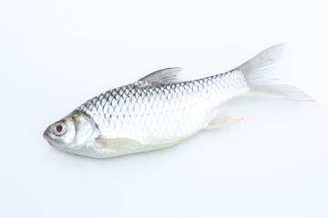 Carp fish on white background for animal editing 