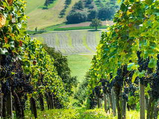 Wineyard at the Baden Württemberg area with full and healthy grapes before harvest season