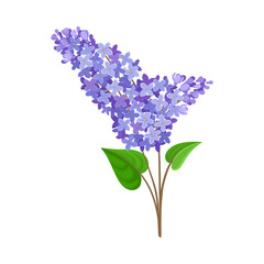 Obraz premium Lush branch of the blue lilac. Vector illustration on a white background.