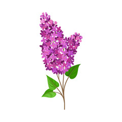Lush branch lilac. Vector illustration on a white background.