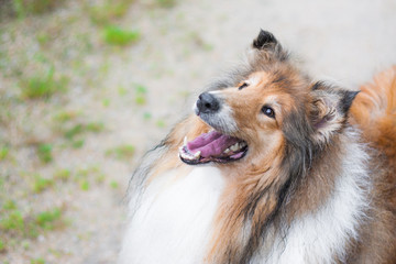 Adorable gold rough collie portrait from above