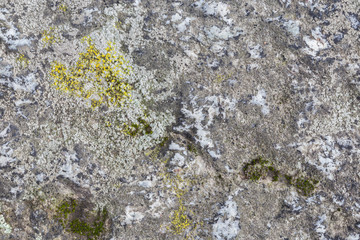 Close-up of a rock surface with lichen. High resolution full frame textured background.