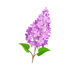 Fototapeta premium Flowering branch of lilac. Vector illustration on a white background.