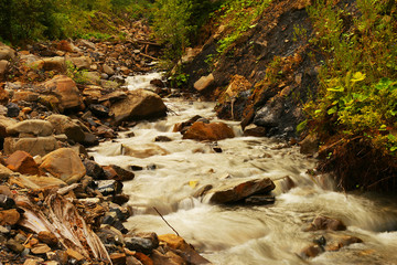 Stream of the river in the forest