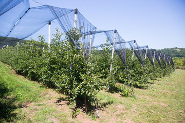 Fototapete bei efototapeten.de bestellen   