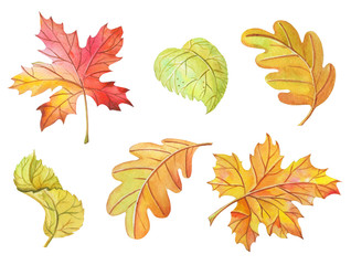 Watercolor leaves maple, birch, oak on white background. Bright clipart