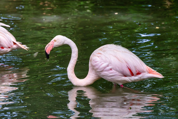 The American flamingo, Phoenicopterus ruber is a large species of flamingo