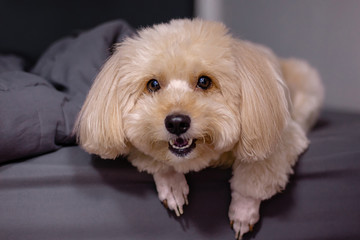 Puppy poodle dog, cute white poodle dog in black bedroom