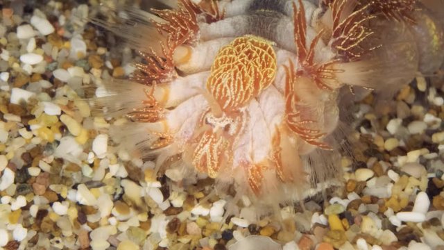 Slow motion, Extreme close up portrait of fireworm on sandy bottom. Bearded Fireworm (Hermodice carunculata) Underwater shot. Mediterranean Sea, Europe.