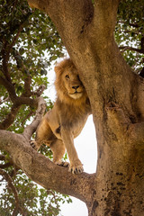 Male lion stands on branch playing peekaboo