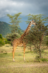Masai giraffe stands browsing tree under clouds