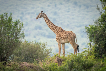 Masai giraffe stands among trees on horizon