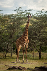 Masai giraffe stands near trees watching camera