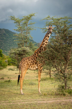 Masai giraffe stands eyeing camera under clouds