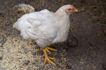 Meat poultry breed hen standing on a ground near a feeder at the organic farm.